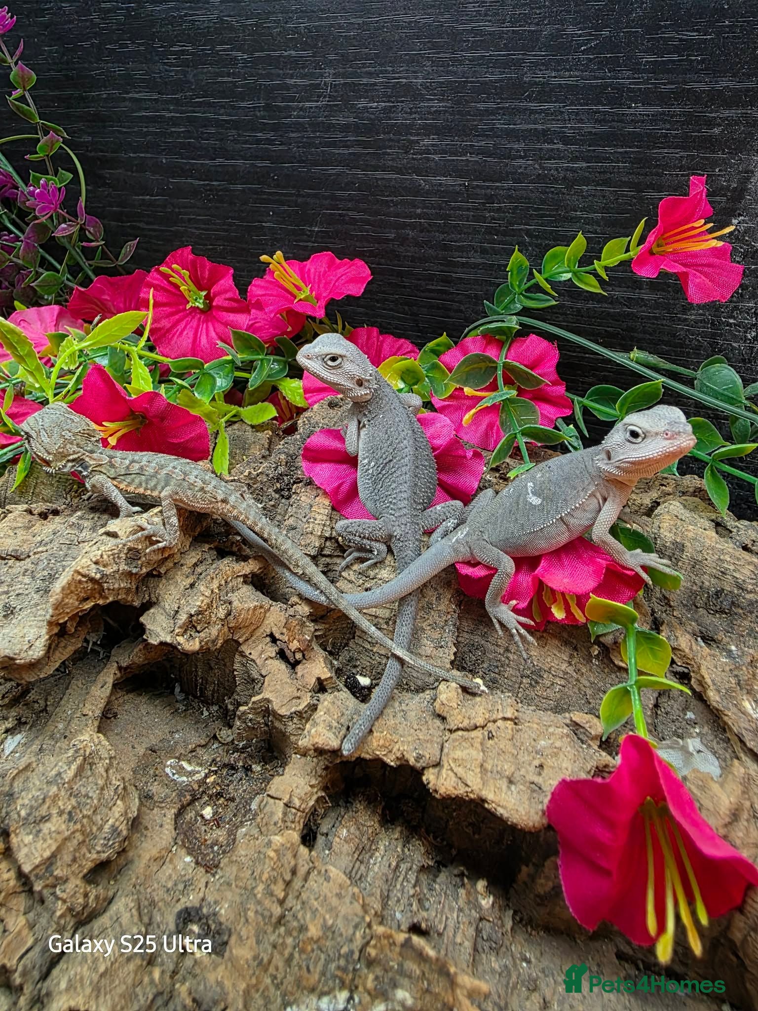 Bearded Dragon reptiles Zero Beardies het witblitz  - Advert 3