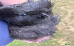 Guinea Pig rodents for sale: 4 gorgeous male guinea pigs available - Image 1