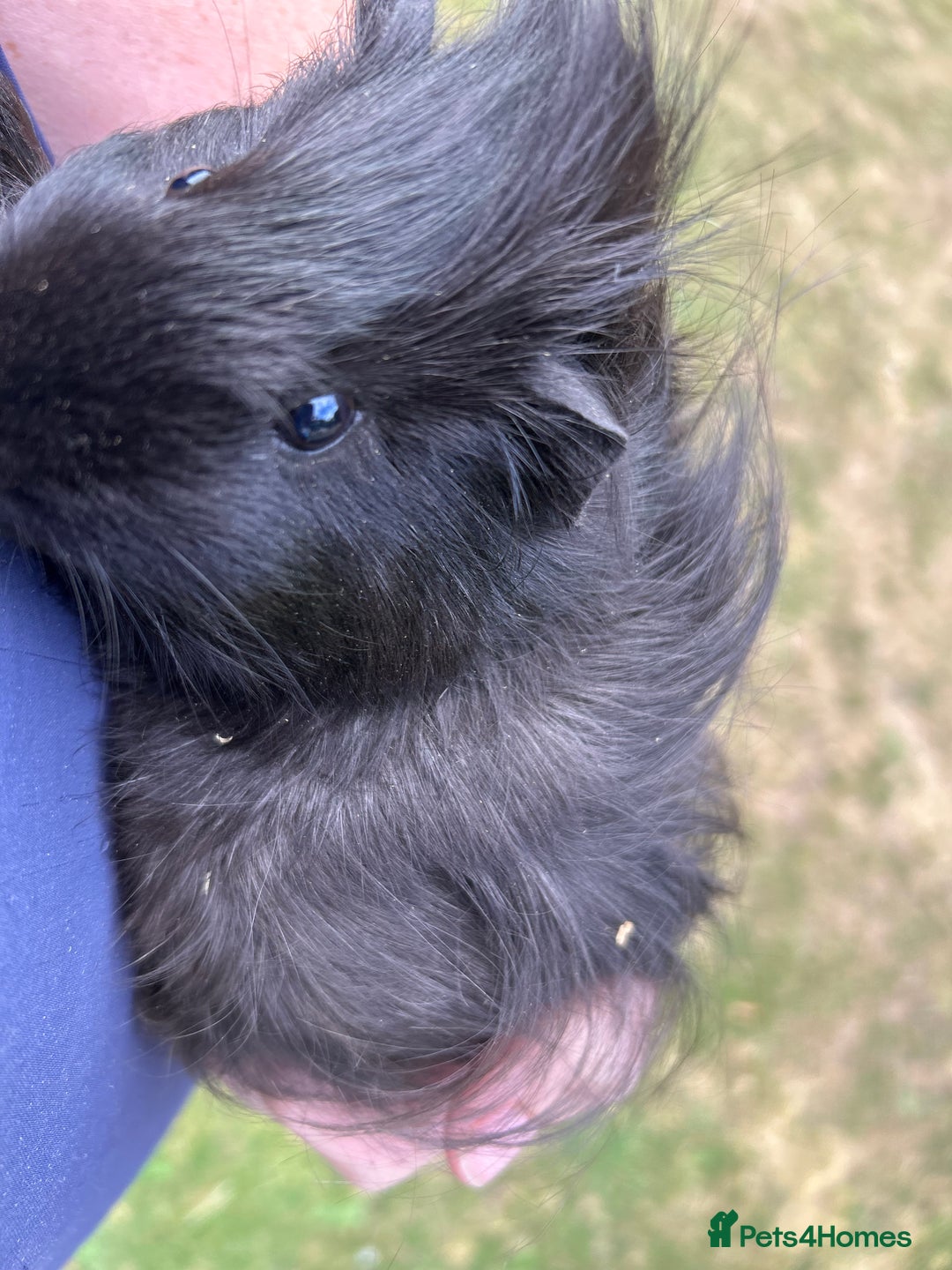 Guinea Pig rodents for sale: 4 gorgeous male guinea pigs available - Image 1
