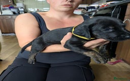 Mixed Breed dogs for sale: Jack, Springer X staffy, lurcher puppies - Image 24