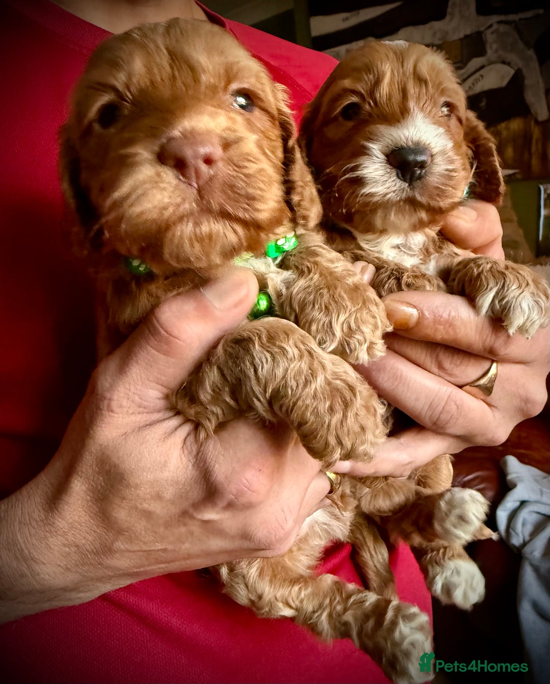 Cockapoo dogs for sale: Charming Mini Toy Cockerpoo puppies Boys 💙 - Advert 1
