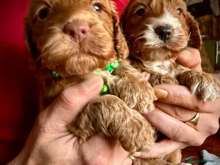 Cockapoo dogs Charming Mini Toy Cockerpoo puppies Boys 💙 - Advert 16