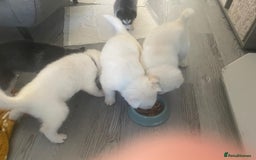 Siberian Husky dogs for sale: Gorgeous Husky puppies - Image 22