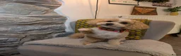 Poochon dogs for sale: Beautiful poochon puppies  in Corwen - Advert 5
