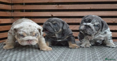 English Bulldog dogs - Advert 2