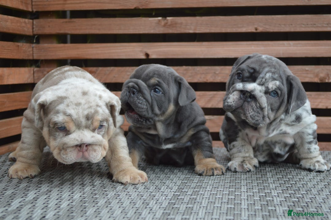 English Bulldog dogs for sale: Outstanding English bulldog puppies  - Image 4