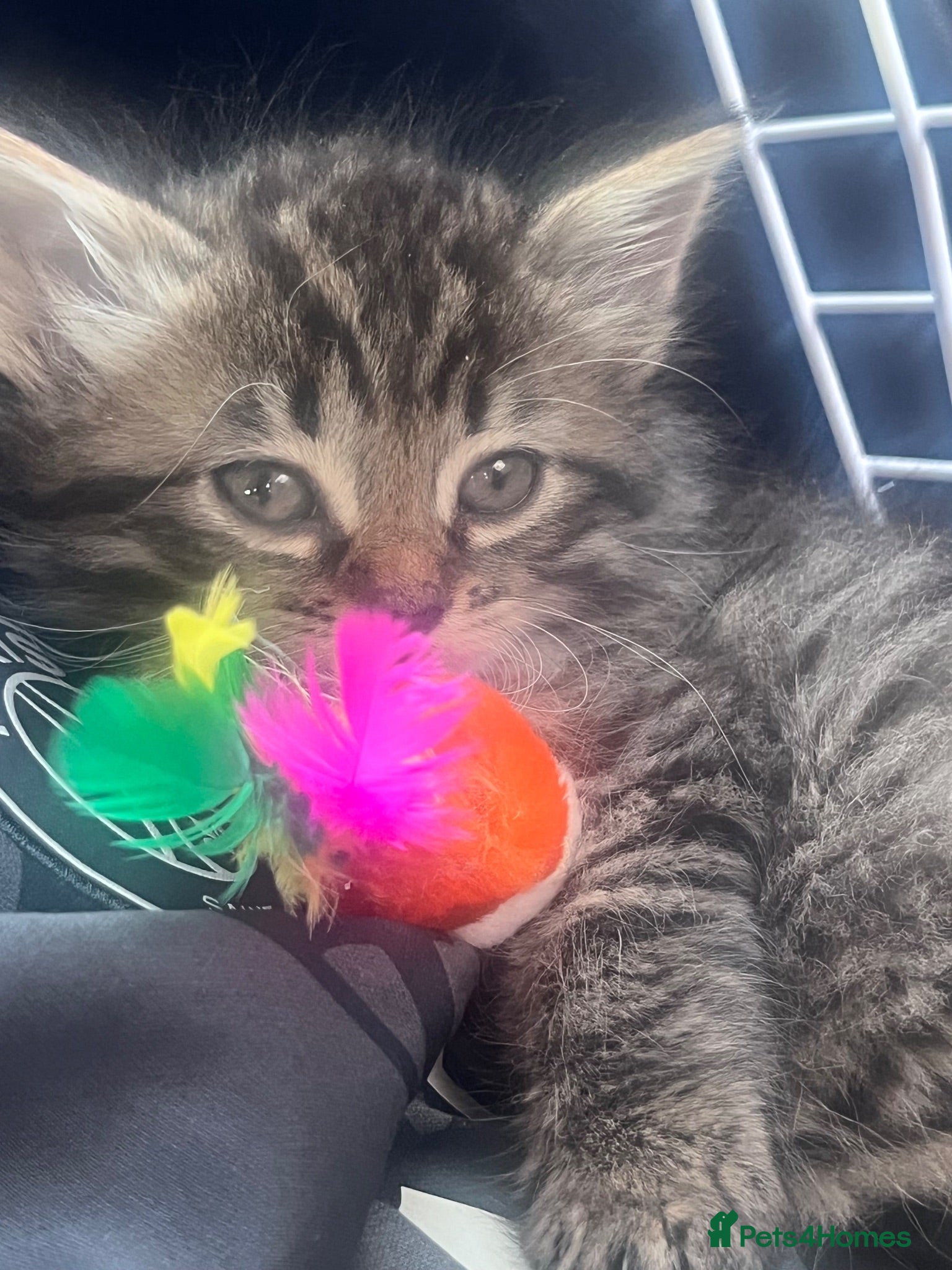 Maine Coon cats Maincoon for sale - Advert 1