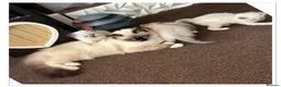 Ragdoll cats for sale: 6 cute pure breed Ragdoll kittens 2 boys 4 girls  - Advert 6