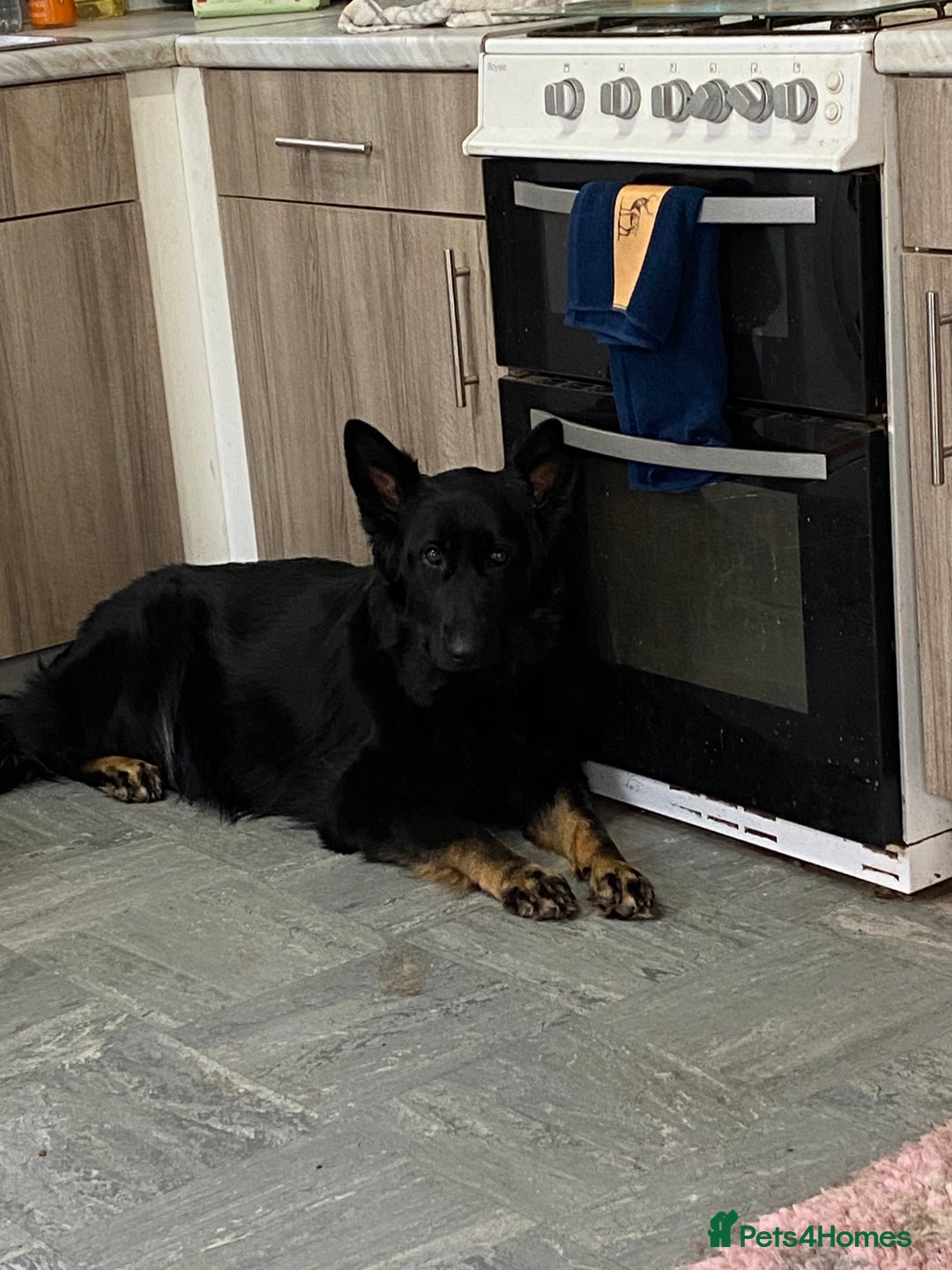 German Shepherd dogs for sale: Beautiful straight back German Shepherds  - Image 7