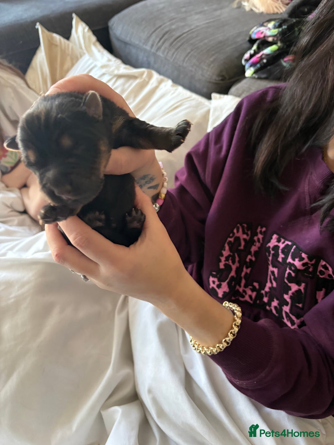 German Shepherd dogs for sale: 7 German shepherd puppies  - Advert 2