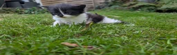 Mixed Breed cats for sale: Georgous Kittens Looking For A New Home - Advert 19