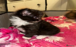 Ragdoll cats for sale: Ragdoll x Russian blue kittens  - Image 8