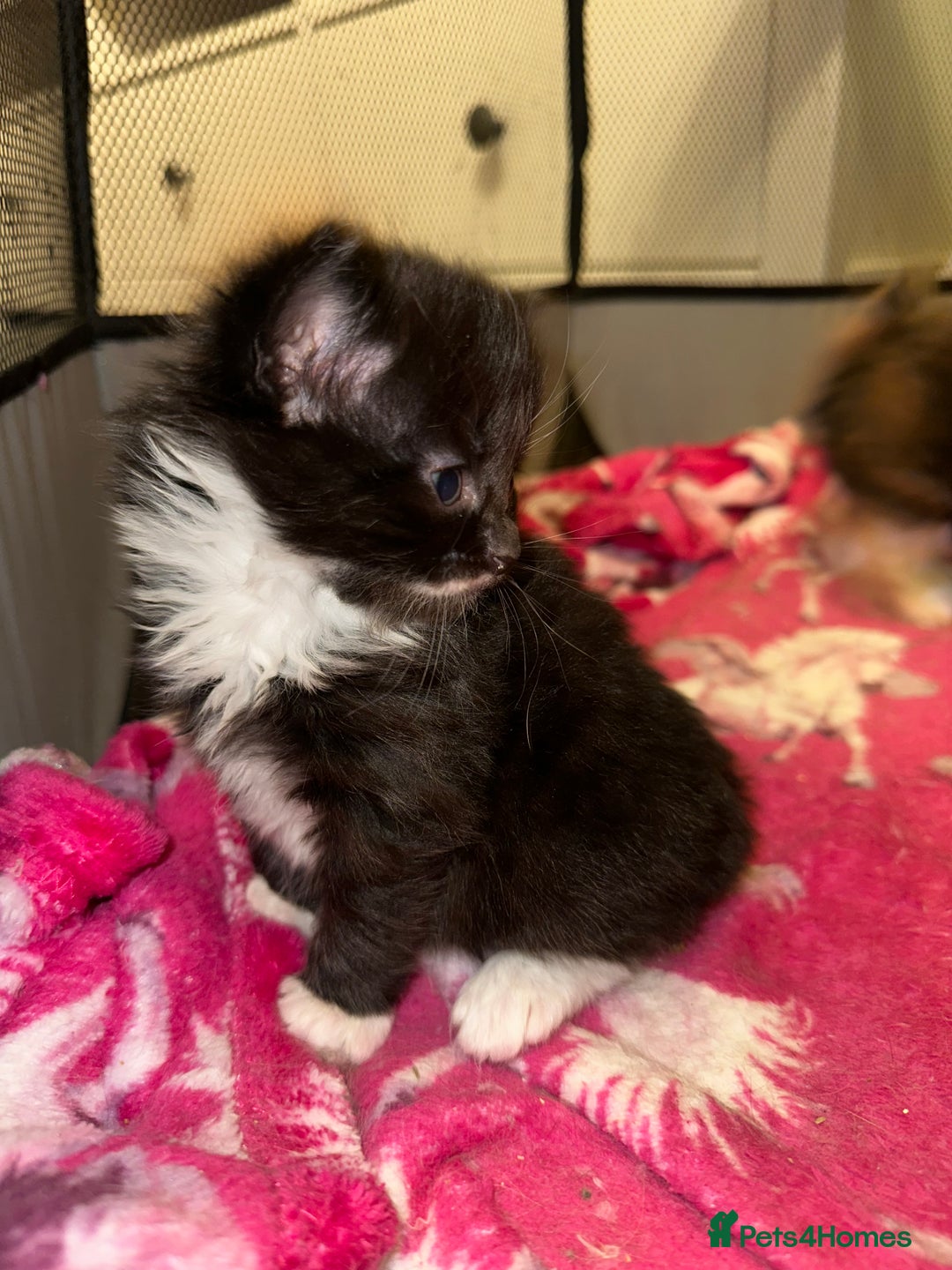 Ragdoll cats for sale: Ragdoll x Russian blue kittens  - Image 8