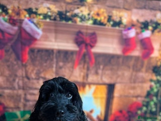 Cockapoo dogs in Birmingham - Advert 2