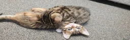 Bengal cats for sale: 🐾 Beautiful Bengal Cross Kittens 🐾 - Advert 10
