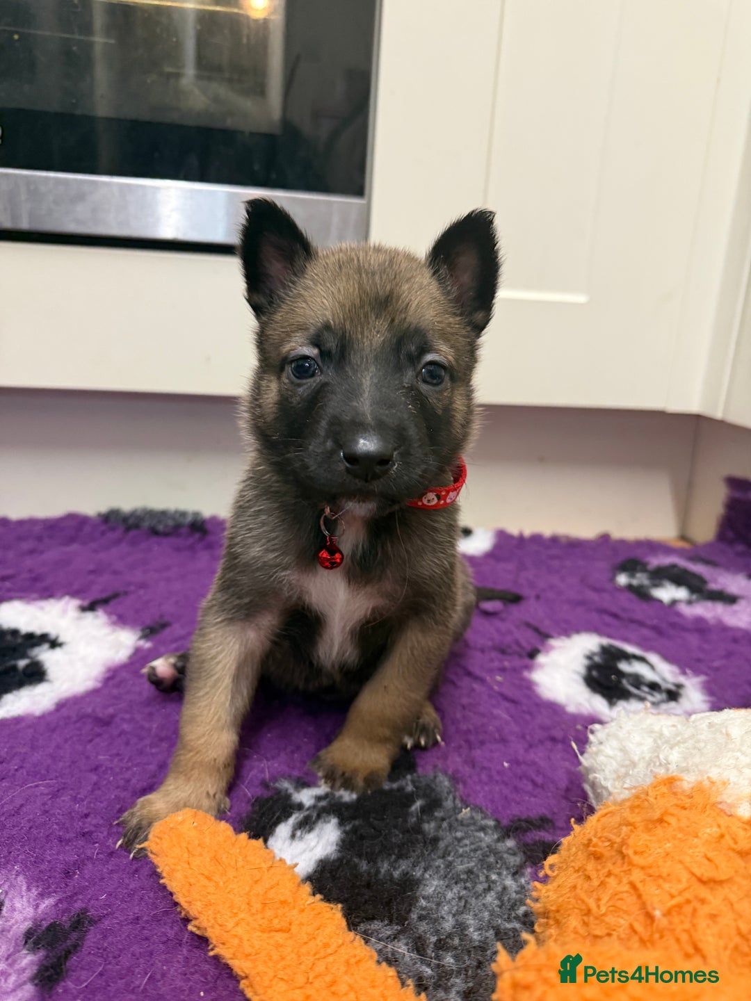 Belgian Shepherd Dog dogs for sale: KC Registered & Health Tested Belgian Malinois - Advert 15