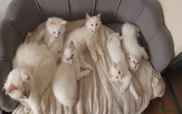Ragdoll cats for sale: Beautiful GCCF lilac and Cream Point kittens - Image 1