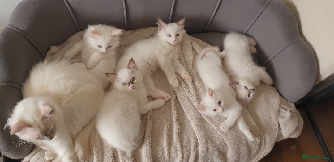 Ragdoll cats for sale: Beautiful GCCF lilac and Cream Point kittens - Image 1