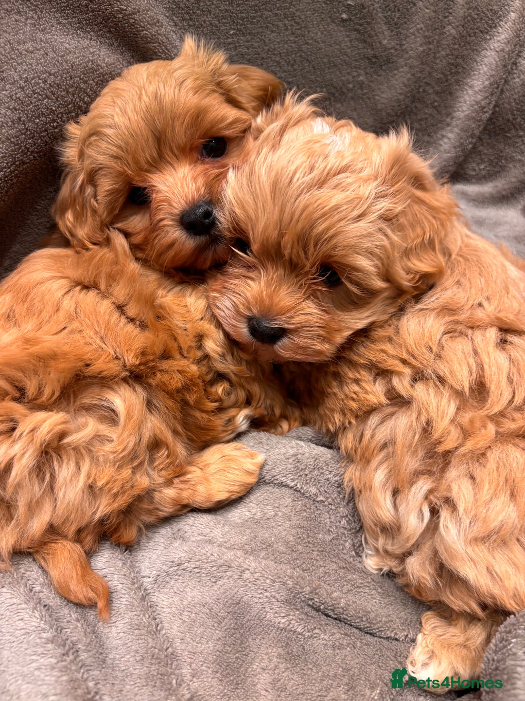 Maltipoo dogs for sale: TINY F1 Fully health tested Girls - Advert 1