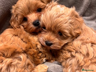 Maltipoo dogs TINY F1 Fully health tested Girls - Advert 1