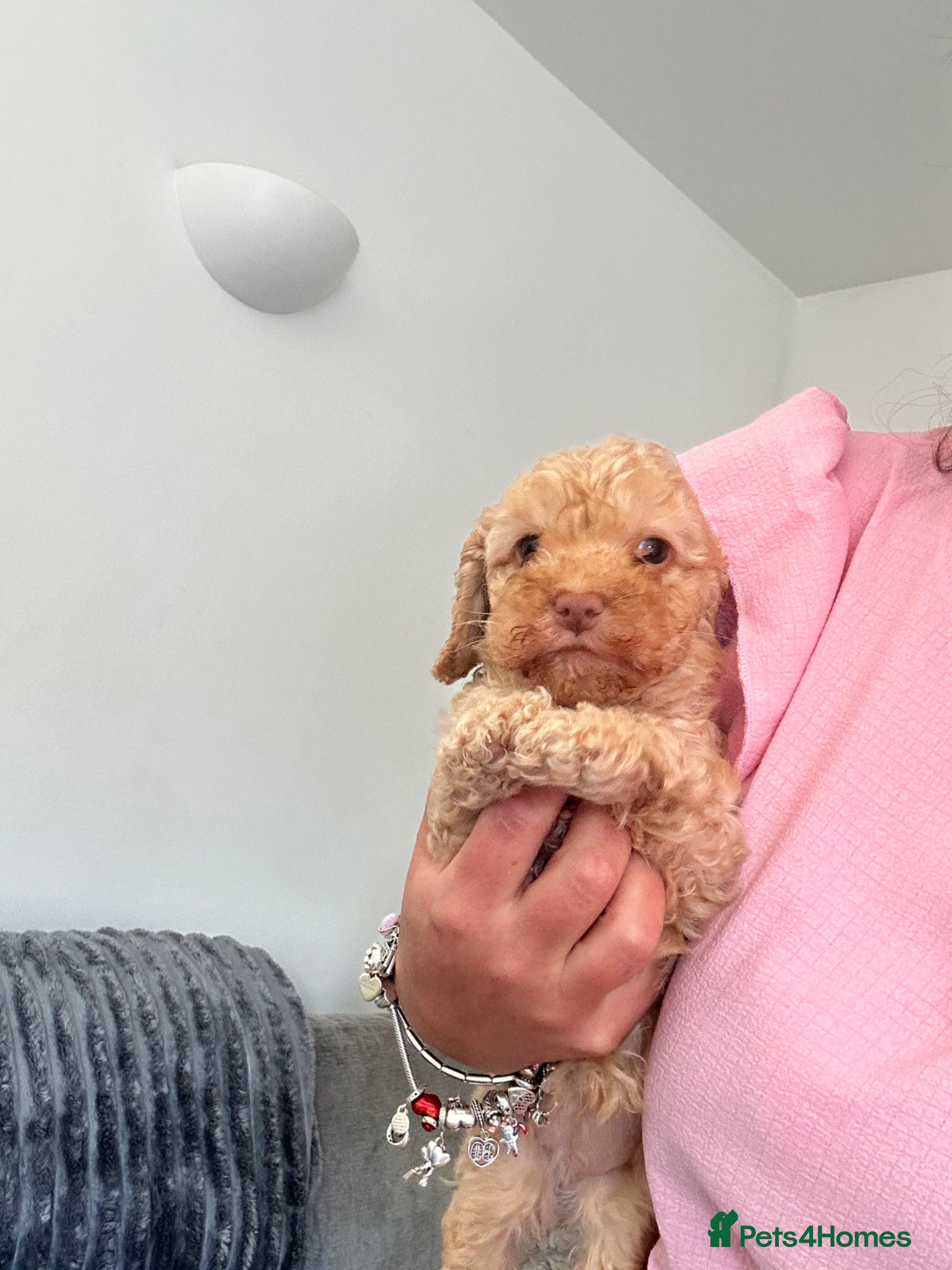 Cockapoo dogs 2 golden left ready now. F1b cockapoo puppies - Advert 15