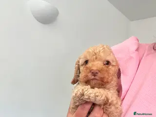 Cockapoo dogs 2 golden left ready now. F1b cockapoo puppies - Advert 15