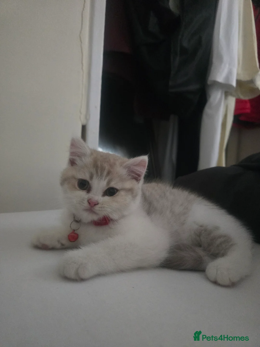British Shorthair cats for sale: BSH kittens  - Advert 2