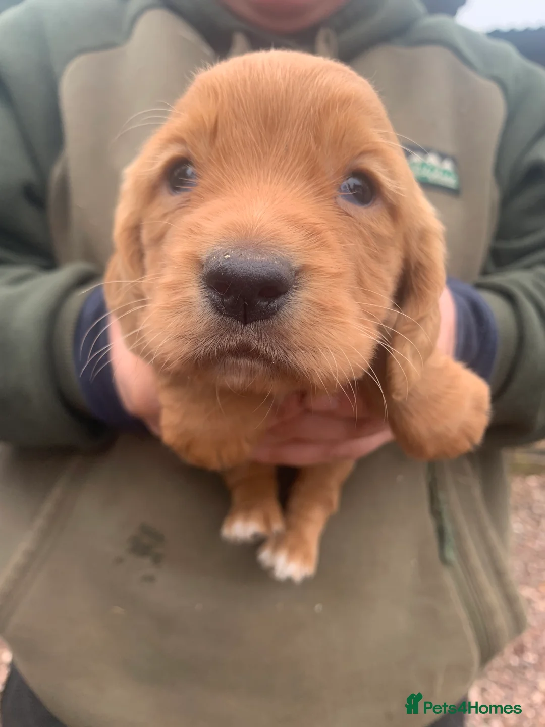 Cocker Spaniel dogs for sale: Two beautiful red working cocker spaniels - Advert 2