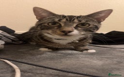 Domestic Shorthair cats for sale: Friendly 1-Year-Old Cat Looking for New Home - Image 4