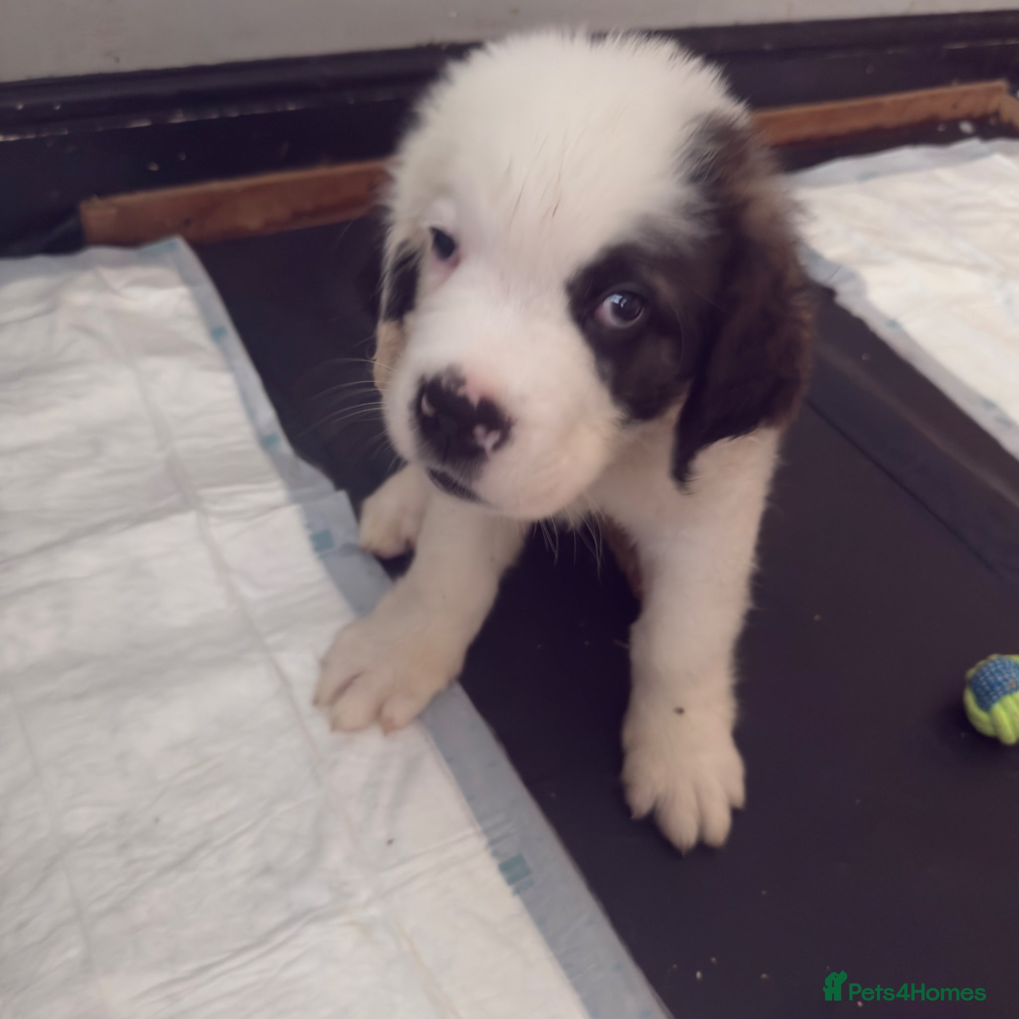 Saint Bernard dogs Last male Saint Bernard puppy Ready to Leave  - Advert 8