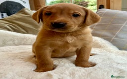 Labrador Retriever dogs for sale: Kc reg fox red Labradors  - Advert 22