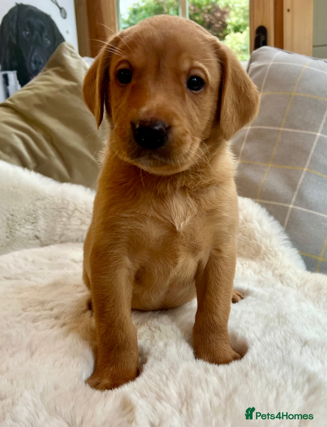 Labrador Retriever dogs for sale: Kc reg fox red Labradors  - Advert 22