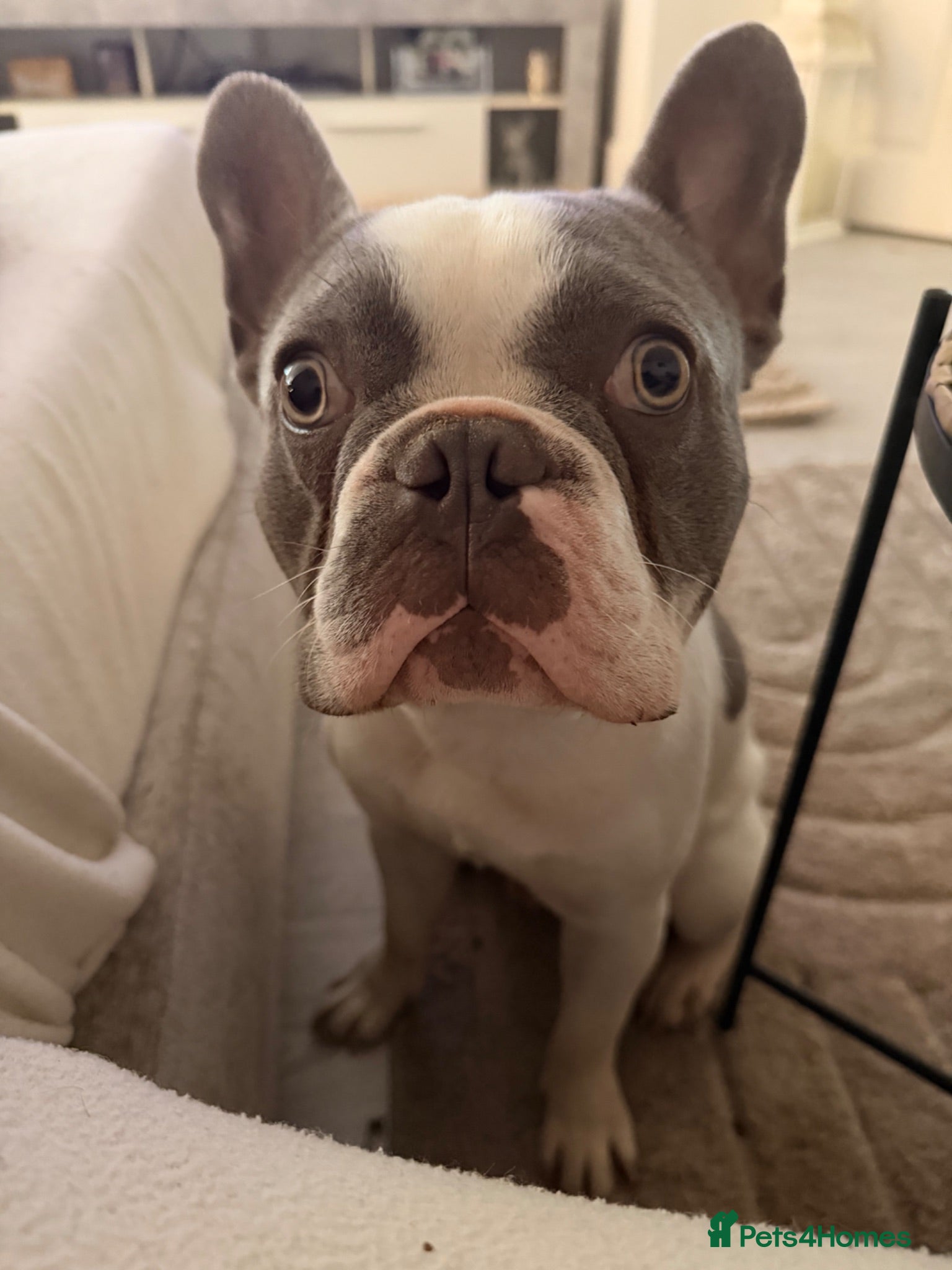 French Bulldog dogs French Bulldog needing new home  - Advert 2