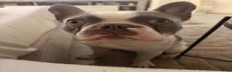 French Bulldog dogs for sale: French Bulldog needing new home  - Advert 1