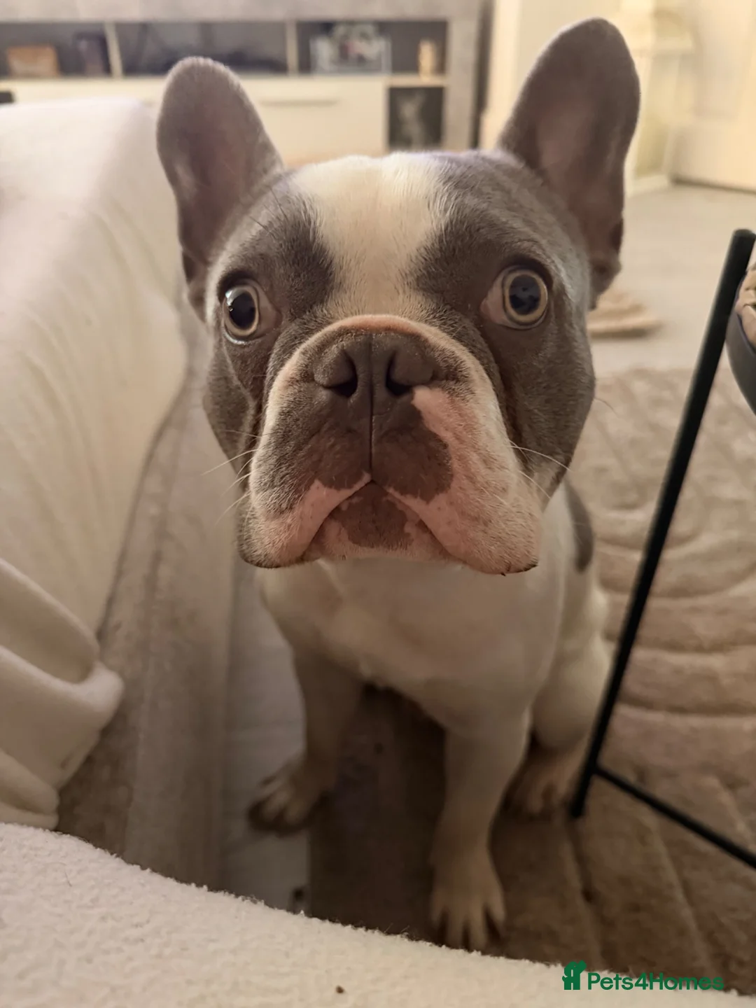 French Bulldog dogs for sale: French Bulldog needing new home  - Advert 1