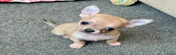 Chihuahua dogs for sale: Family pups ready may 24th  in Godstone - Advert 9