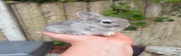 Netherland Dwarf rabbits for sale: Netherland dwarf squirrel Buck  - Advert 3