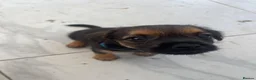 Border Terrier dogs for sale: Border Terrier Puppies - Advert 18