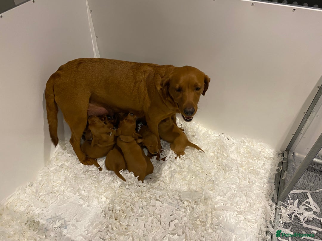 Labrador Retriever dogs for sale: Outstanding quality Darkest Fox Red Labrador pups - Advert 5