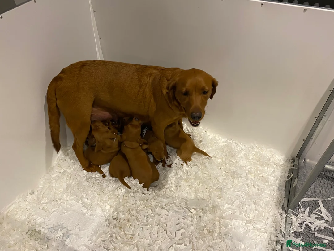 Labrador Retriever dogs for sale: Outstanding quality Darkest Fox Red Labrador pups - Advert 5