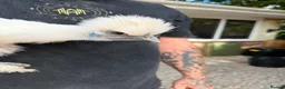 Chickens poultry for sale: White silkie hen - Advert 4