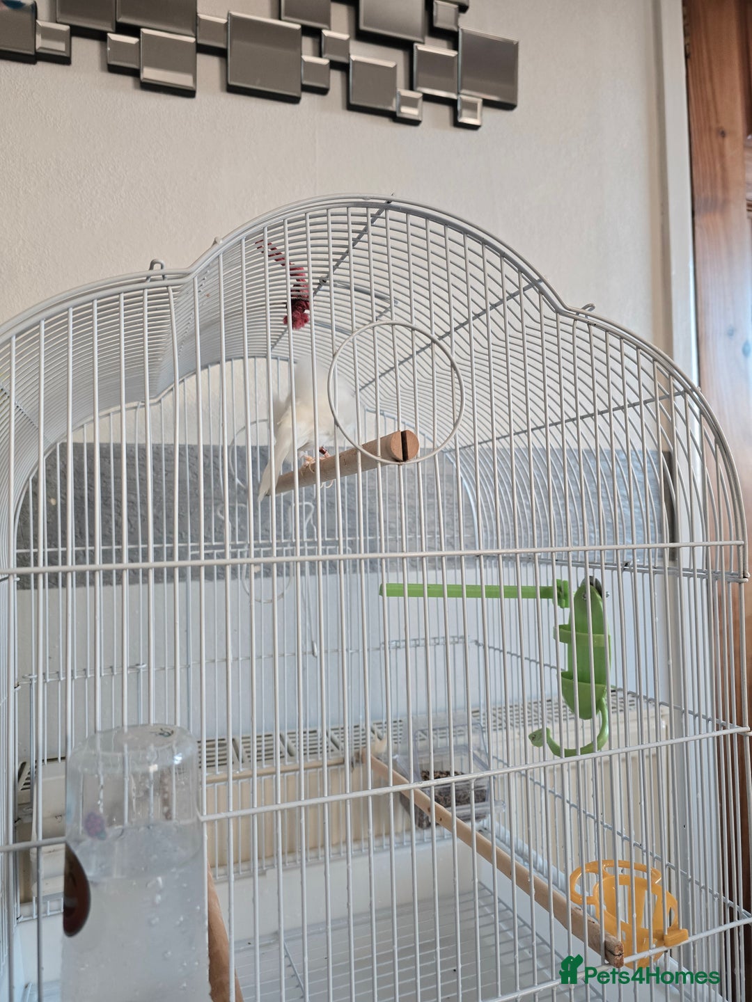 Canaries birds for sale: Lovely Cannary and budgie for sale - Advert 3