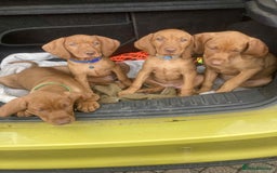 Hungarian Vizsla dogs for sale: Beautiful Hungarian viszla pups - Image 2