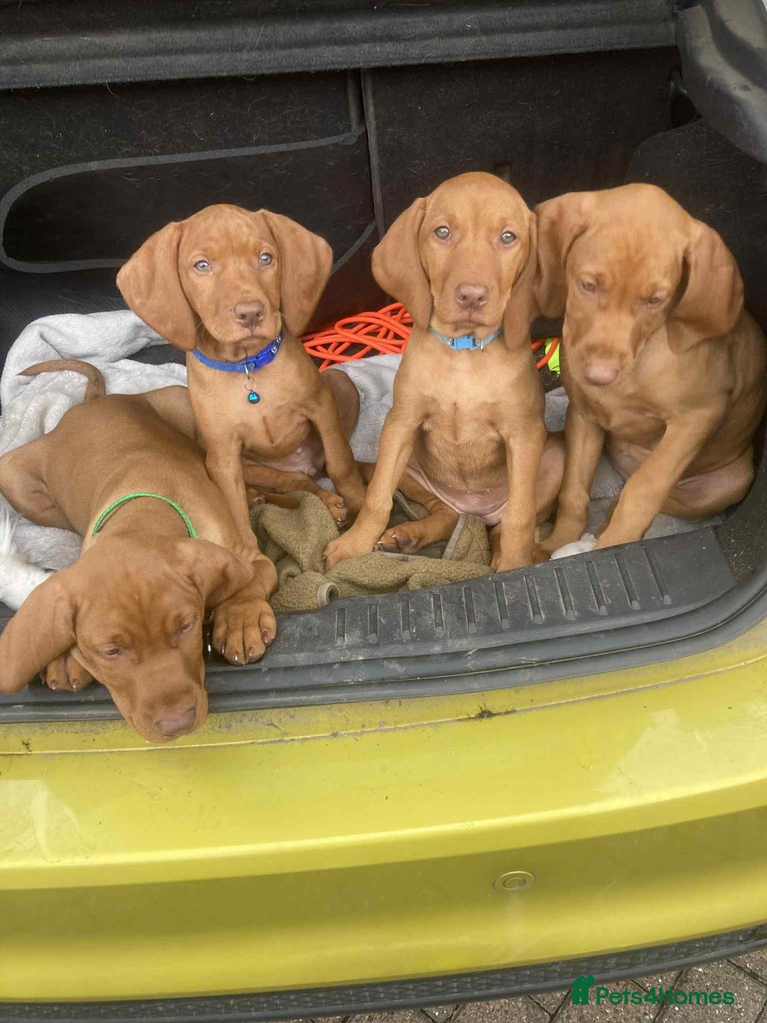 Hungarian Vizsla dogs for sale: Beautiful Hungarian viszla pups - Image 2