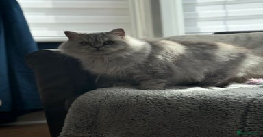 British Longhair cats - Advert 7