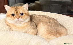 British Shorthair cats for sale: GCCFreg BSH & BLH Chocolate & Black Golden Kittens - Image 21