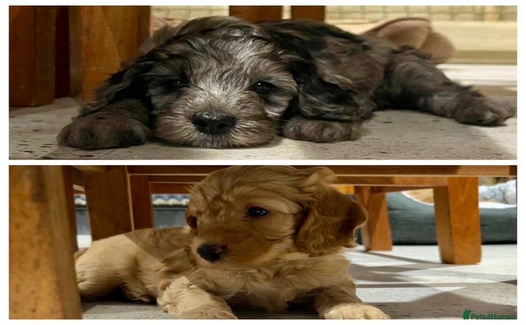 Cockapoo dogs - Advert 8