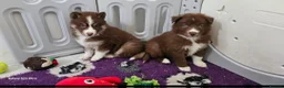 Siberian Husky dogs for sale: Ready to go ! Siberian Husky - Advert 15