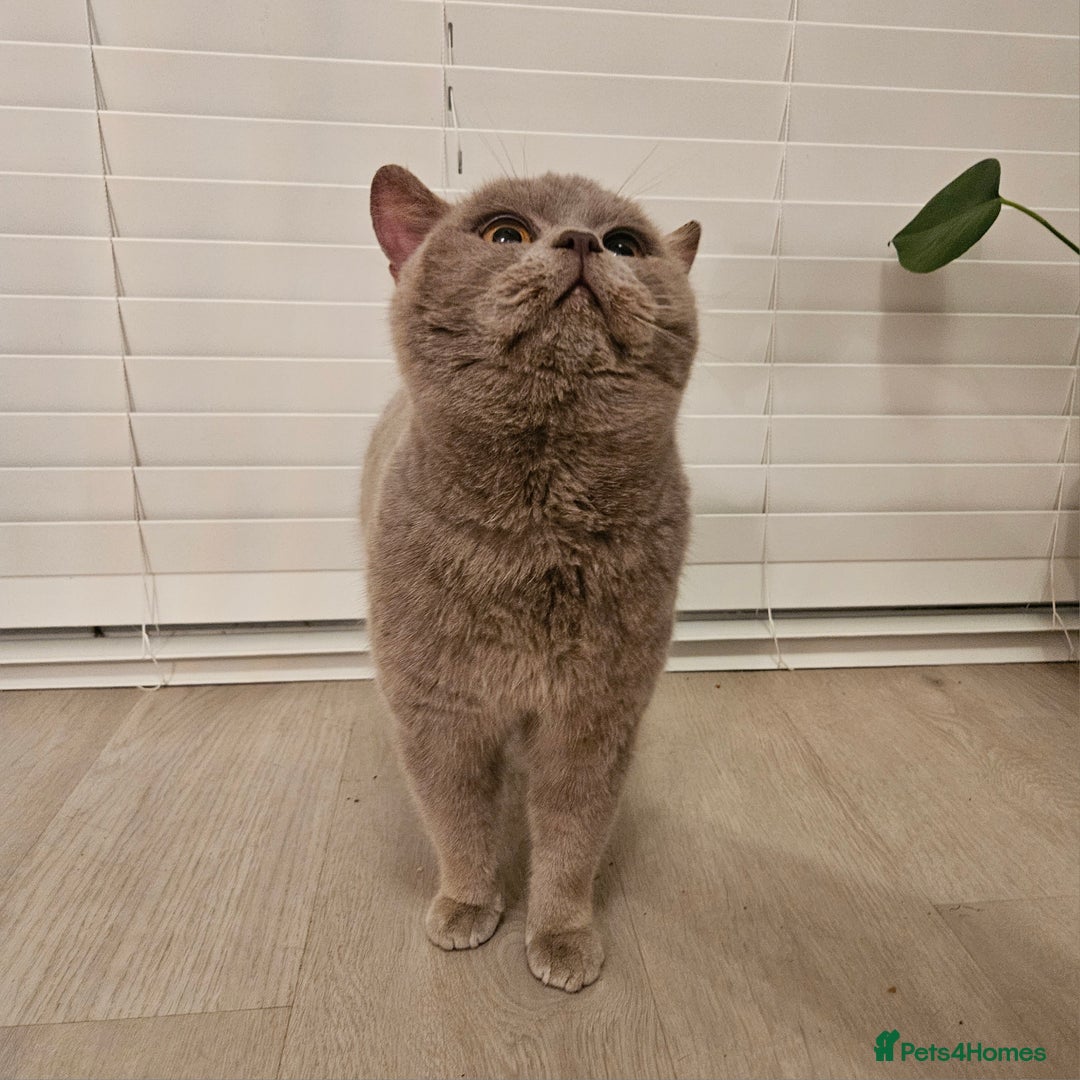 British Shorthair cats for stud: Lilac British shorthair For stud  - Advert 2