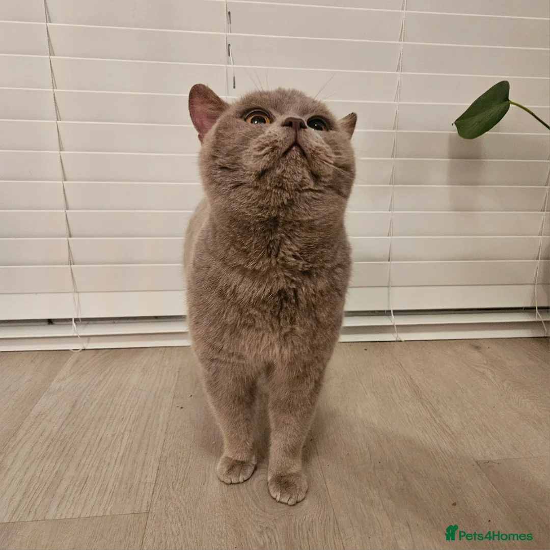 British Shorthair cats for stud: Lilac British shorthair For stud  - Advert 2